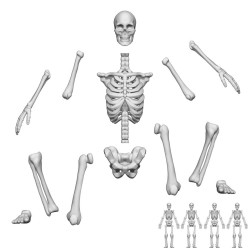 Squelettes humains...
