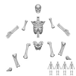 Squelettes humains...